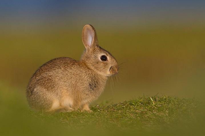 Wildkaninchen Oryctolagus cuniculus